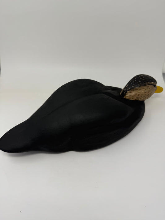 Swimmer Black Duck