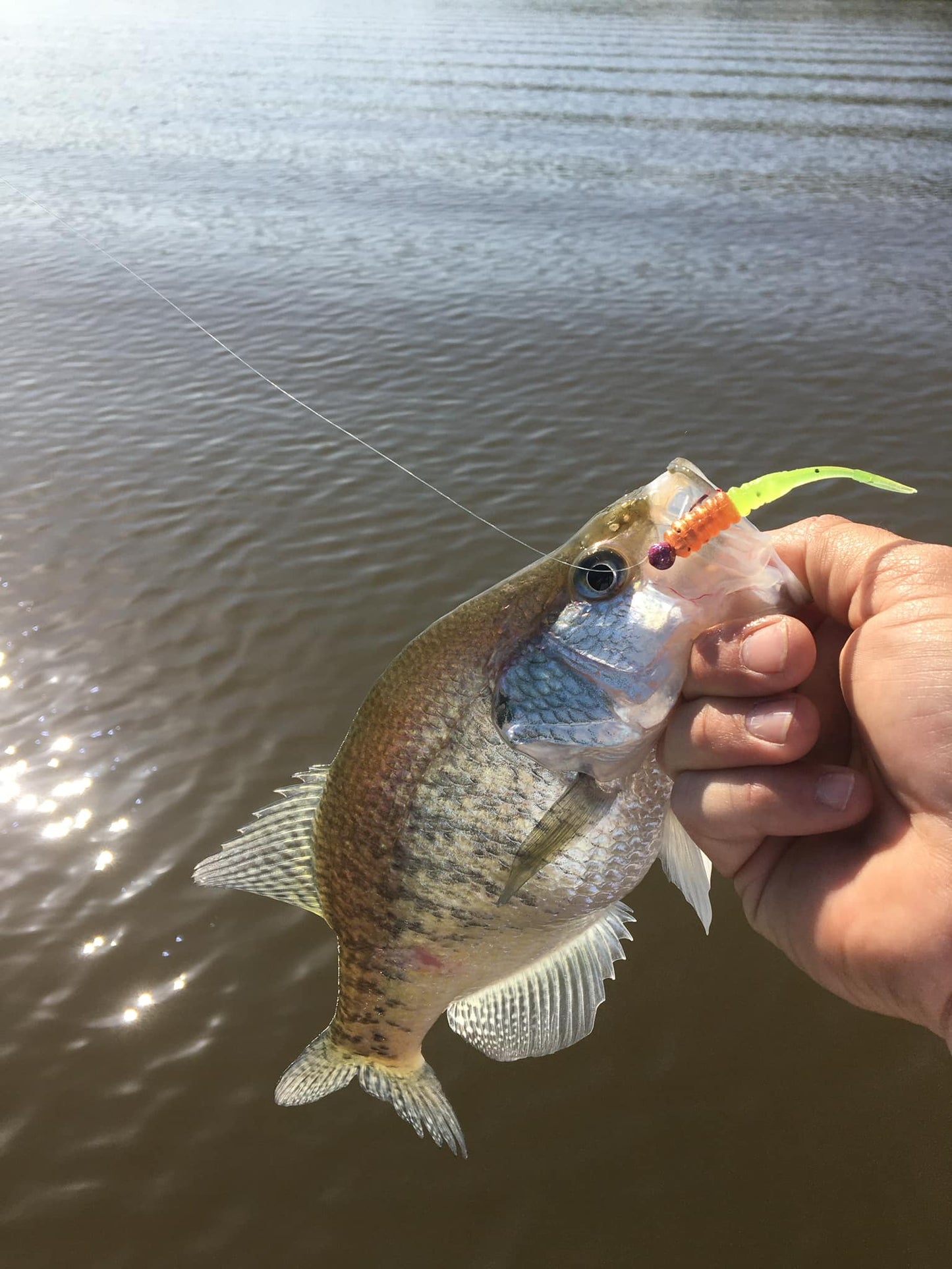 2.5 inch Crappie Fluke AKA "Da min-a"