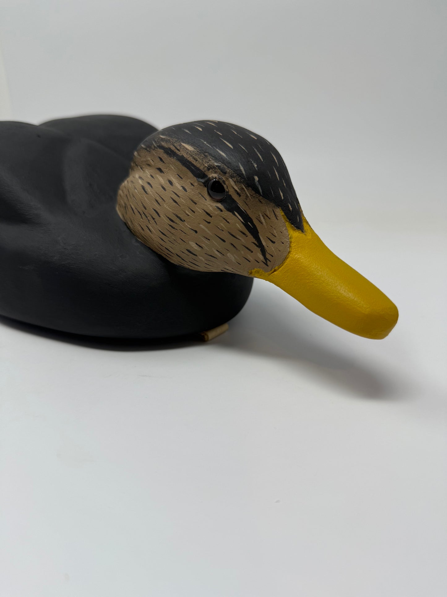 Swimmer Black Duck